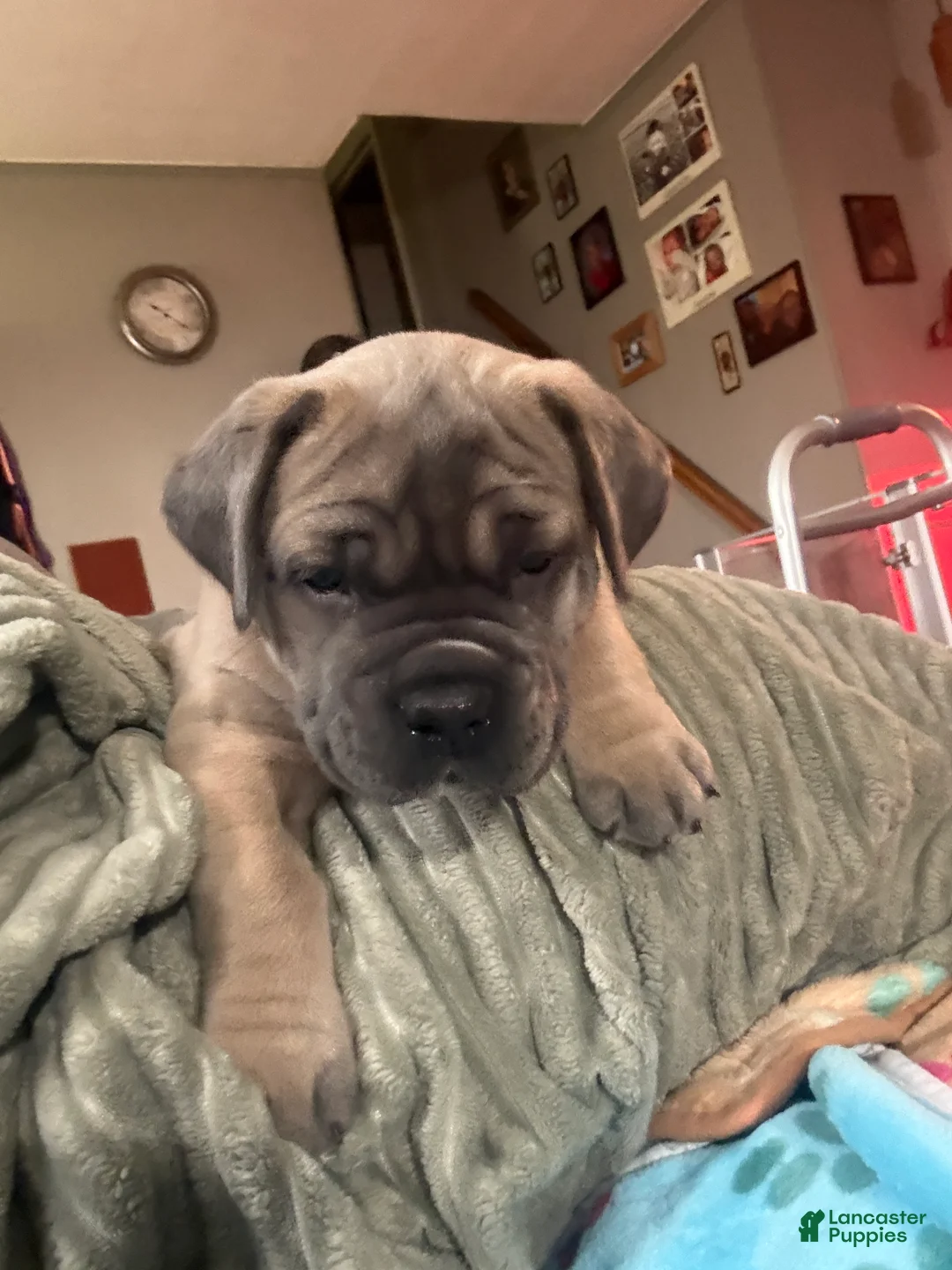 Cane Corso dogs for sale: Formentino - Ad 1
