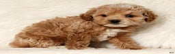 Cockapoo dogs for sale: Noel - Ad 5