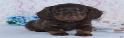 Miniature Dachshund dogs for sale: Anson - Ad 3