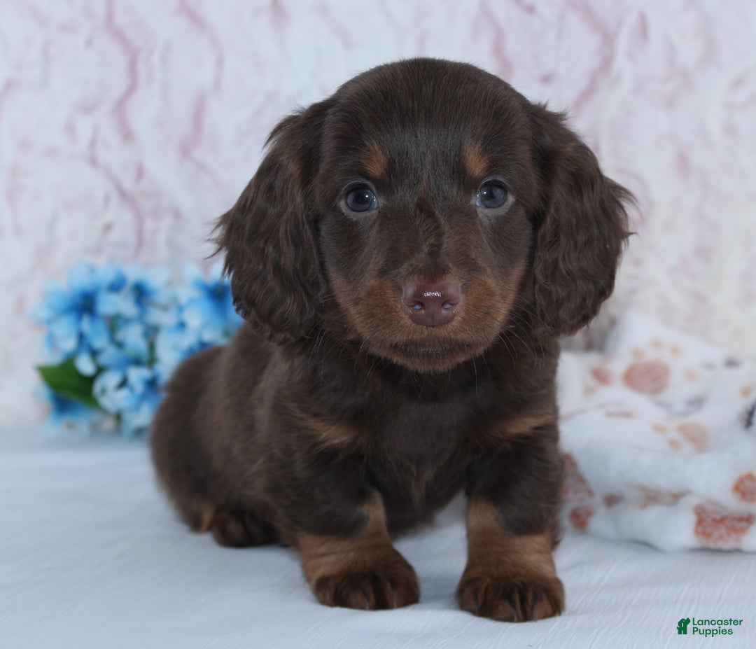 Miniature Dachshund dogs for sale: Anson - Ad 3
