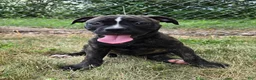 American Bulldog dogs for sale: Olivia - Ad 4