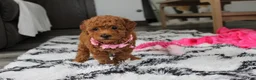 Bichpoo dogs for sale: Jenny - Ad 9