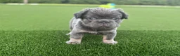 French Bulldog dogs for sale: Clint - Ad 3