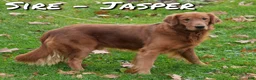 Golden Retriever dogs for sale: Goldie - Ad 11