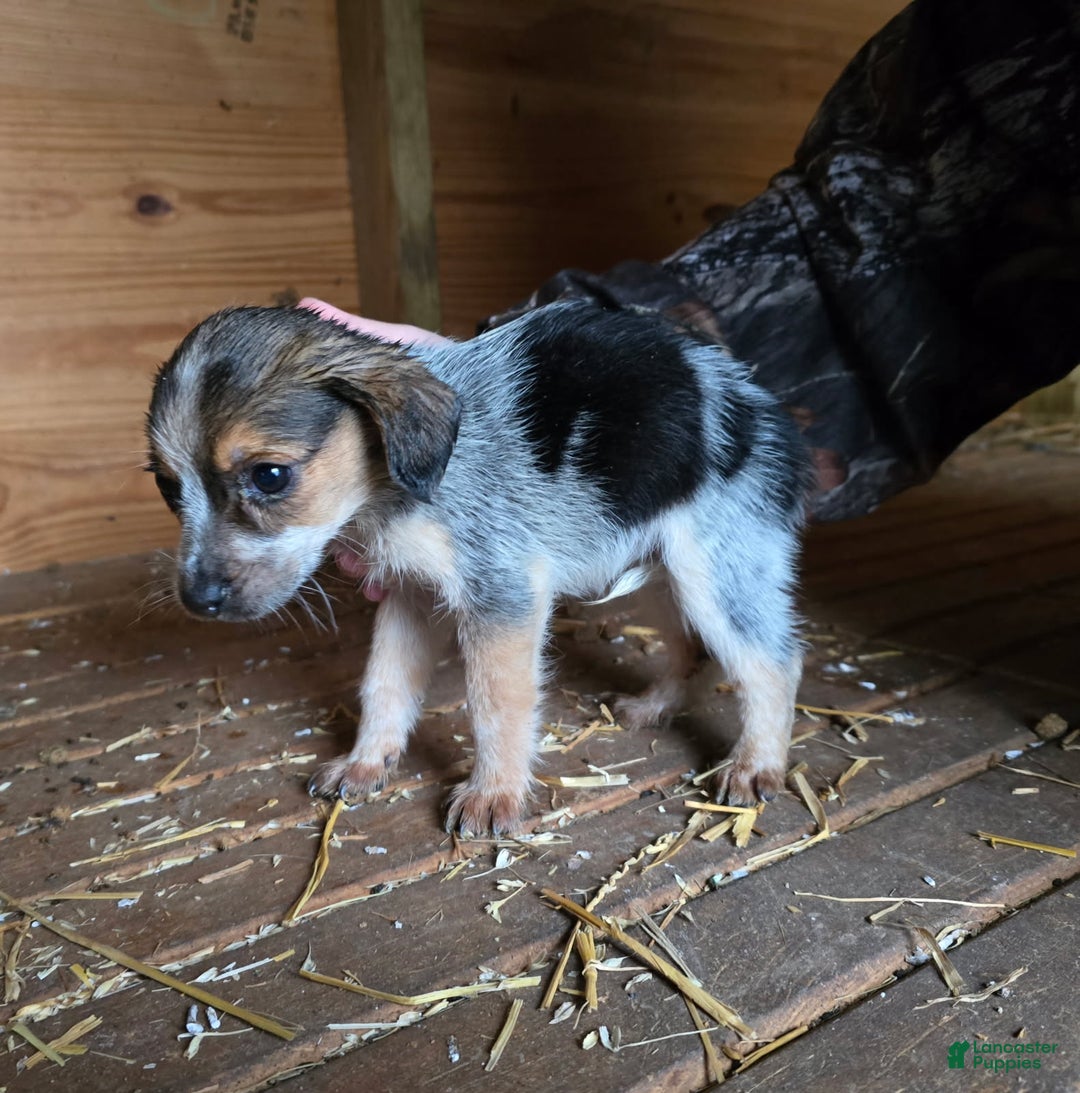 Beagle dogs for sale: Betty The Beagle - Ad 3