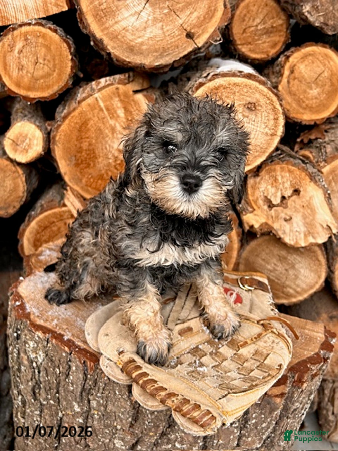 Mixed Breed dogs for sale: Luna  - Ad 3