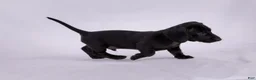 Miniature Dachshund dogs for sale: Pepper - Ad 7