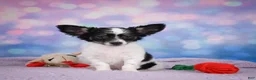 Chihuahua dogs for sale: POPPY - Ad 8