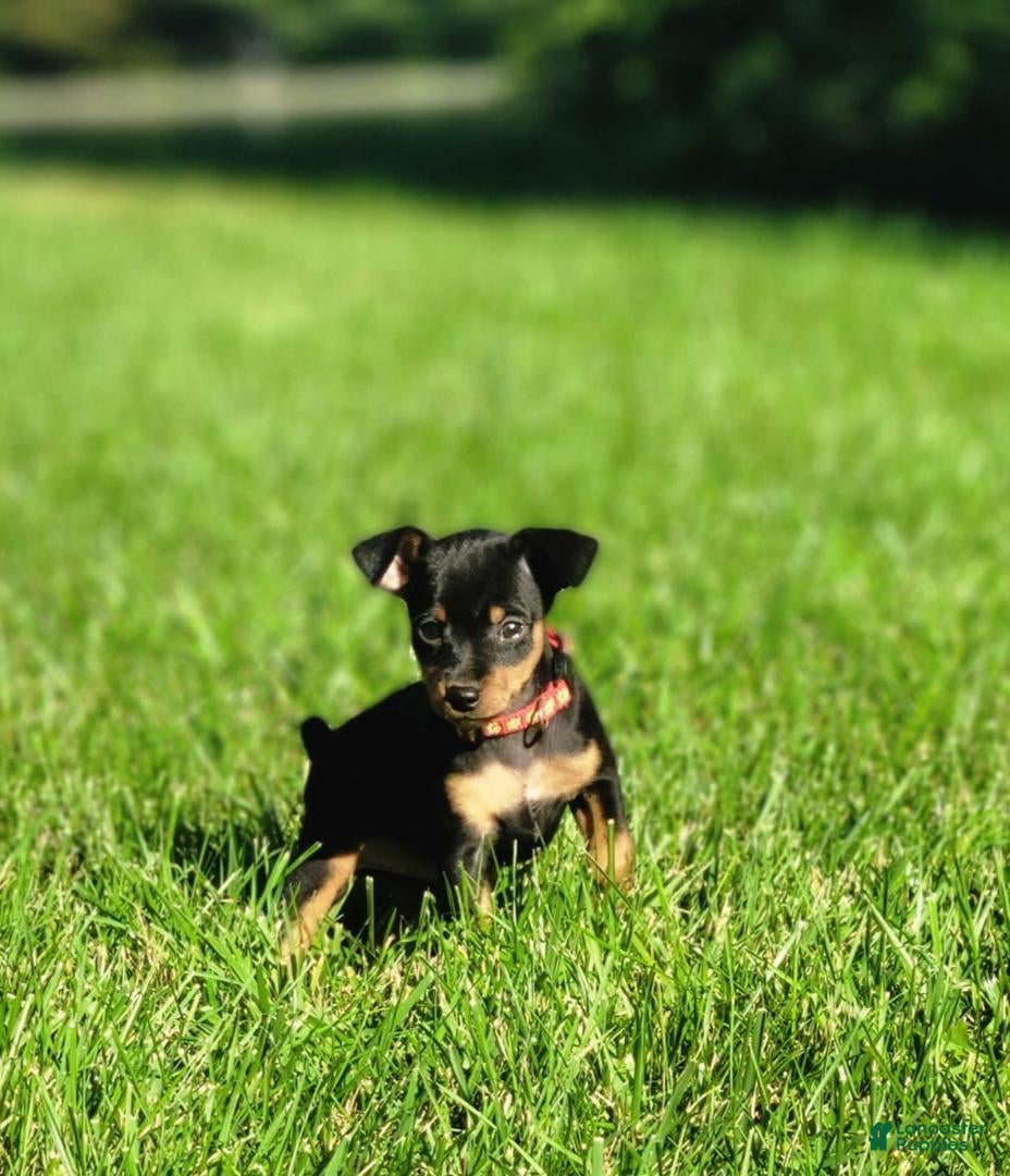Miniature Pinscher dogs Miniature Pinscher 5 - Ad 2