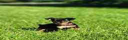 Miniature Pinscher dogs for sale: Miniature Pinscher 5 - Ad 2