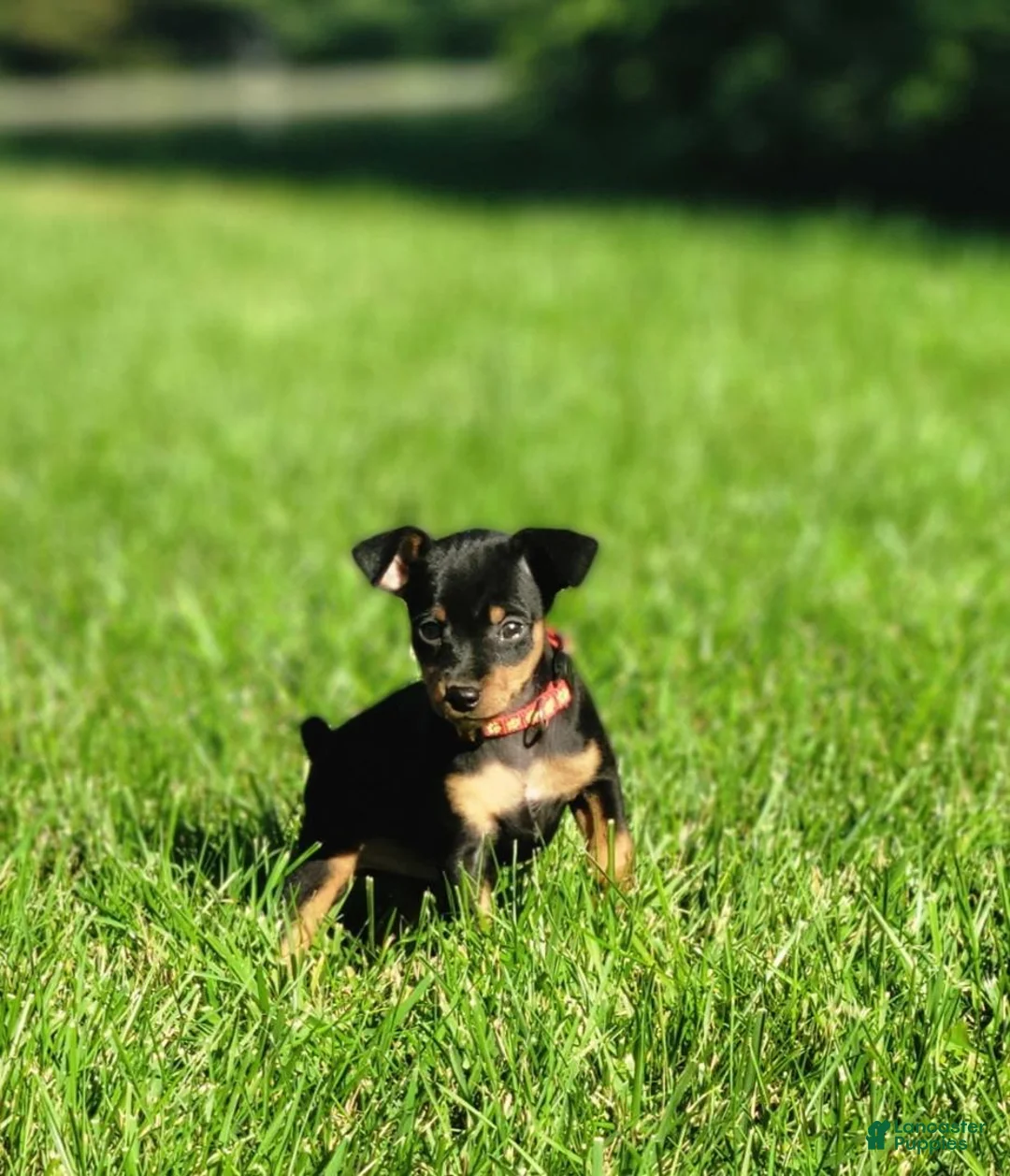 Miniature Pinscher dogs for sale: Miniature Pinscher 5 - Ad 2