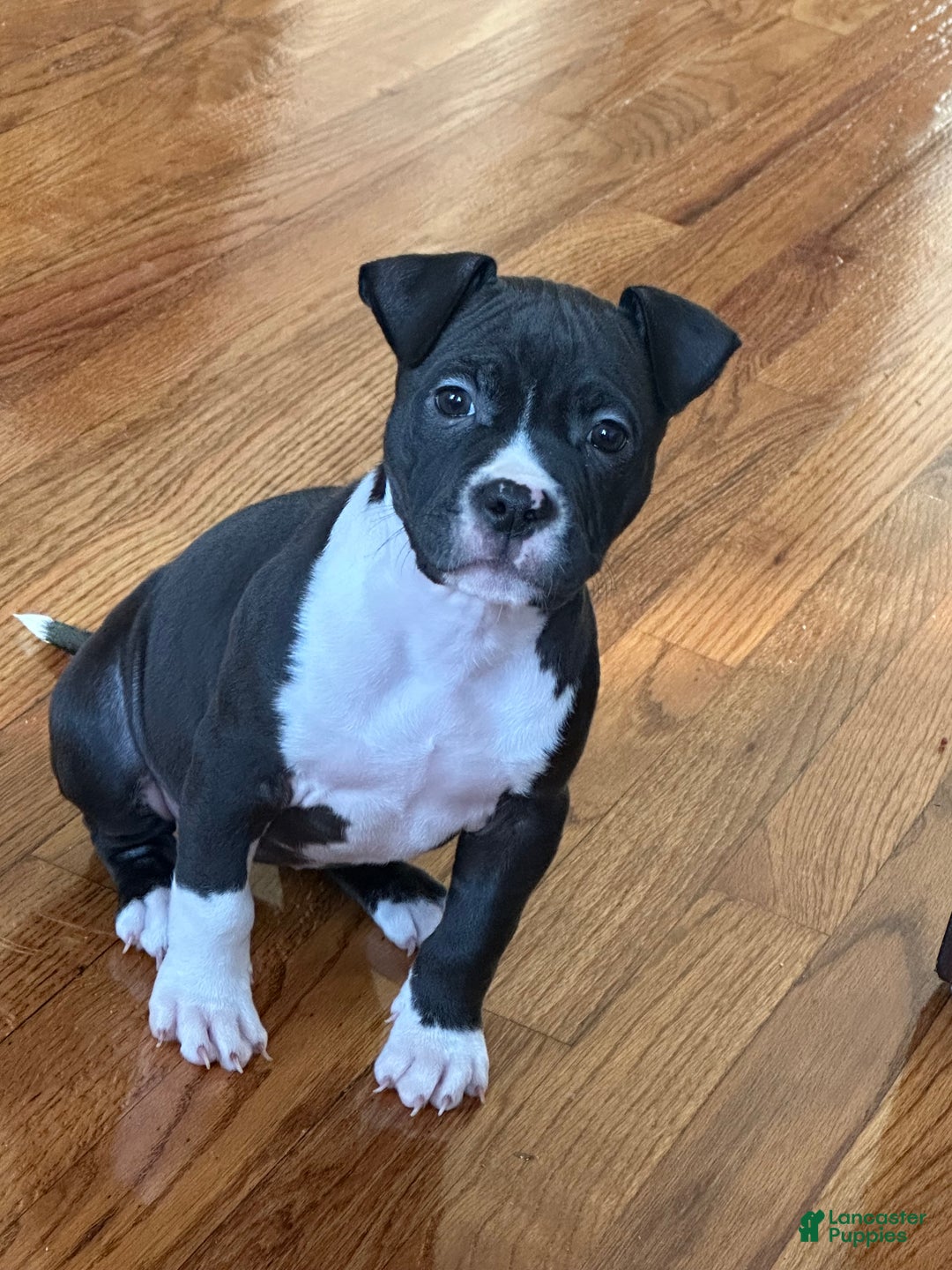 American Bulldog dogs for sale: American Bulldog Puppy  - Ad 1