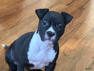 American Bulldog dogs American Bulldog Puppy - Ad 4