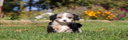Mini Bernedoodle dogs for sale: Vince🐾💙 - Ad 3