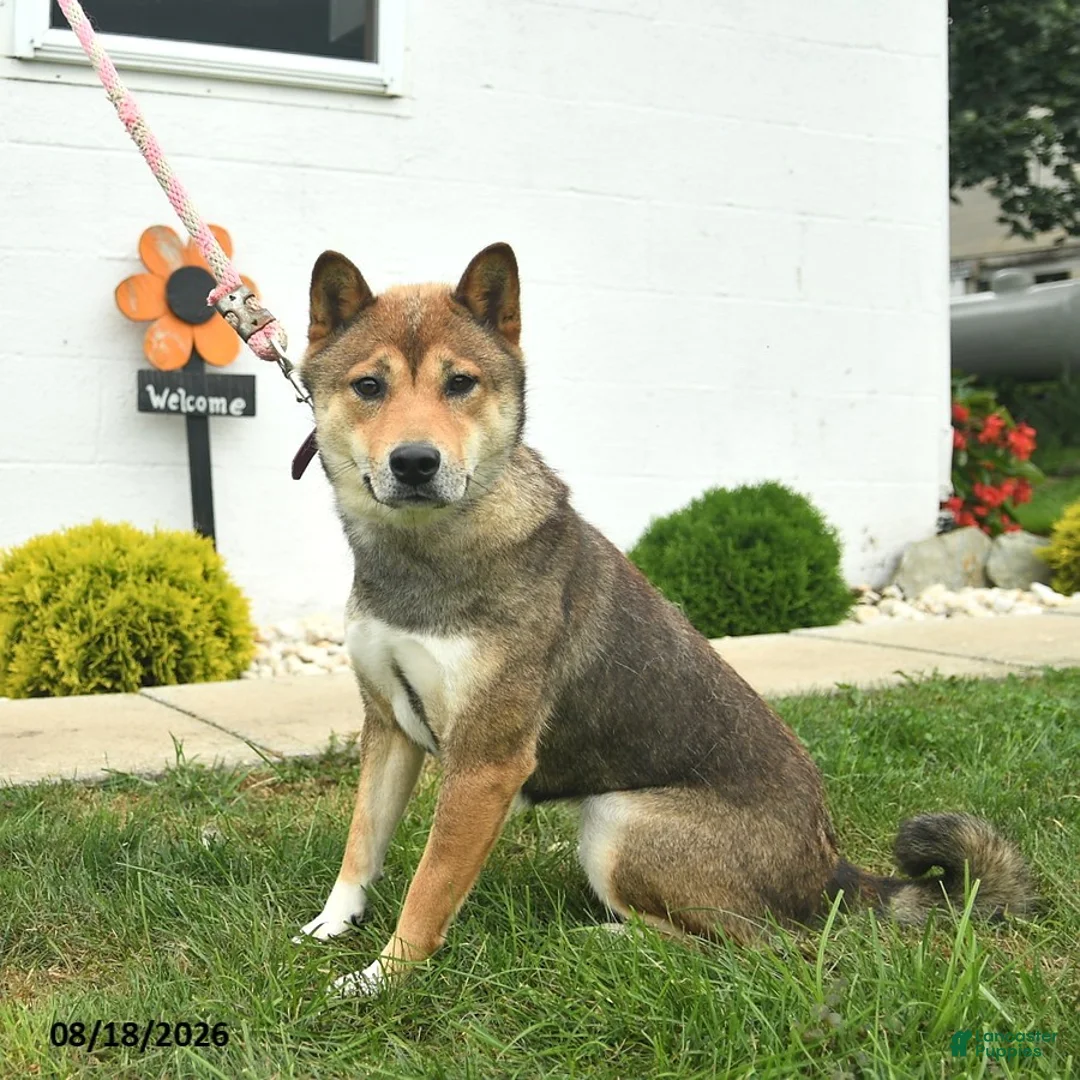 Shiba Inu dogs for sale: Misty  - Ad 3