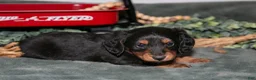 Miniature Dachshund dogs for sale: Phoenix - Ad 1