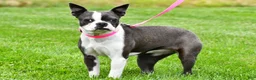 Boston Terrier dogs for sale: Sophie - Ad 1