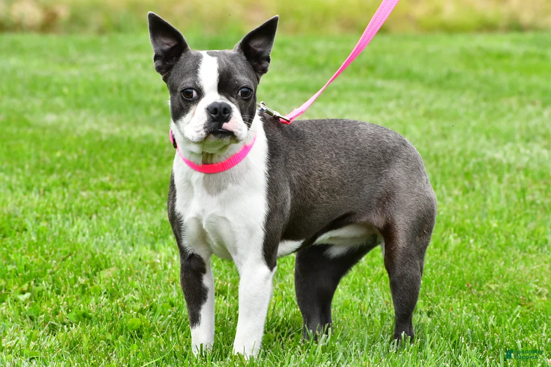 Boston Terrier dogs for sale: Sophie - Ad 1