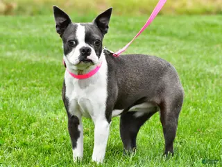 Boston Terrier dogs for sale: Sophie - Ad 2