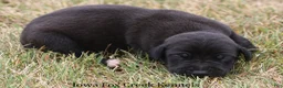 Great Dane dogs for sale: Shadow - Ad 2