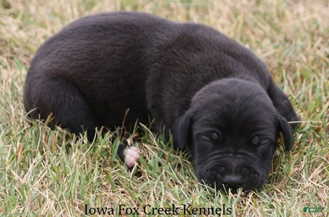 Great Dane dogs for sale: Shadow - Ad 2