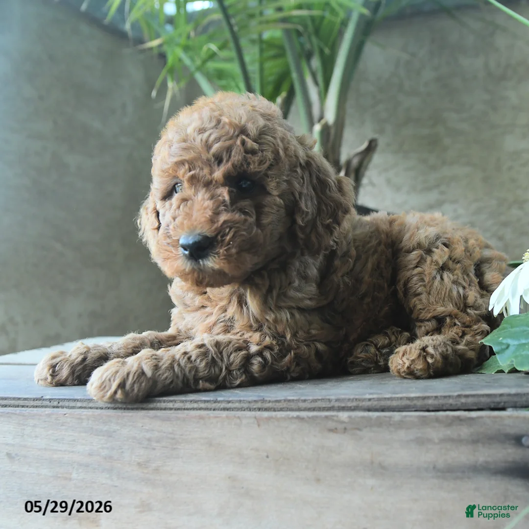 Miniature Poodle dogs for sale: Victor - Ad 3