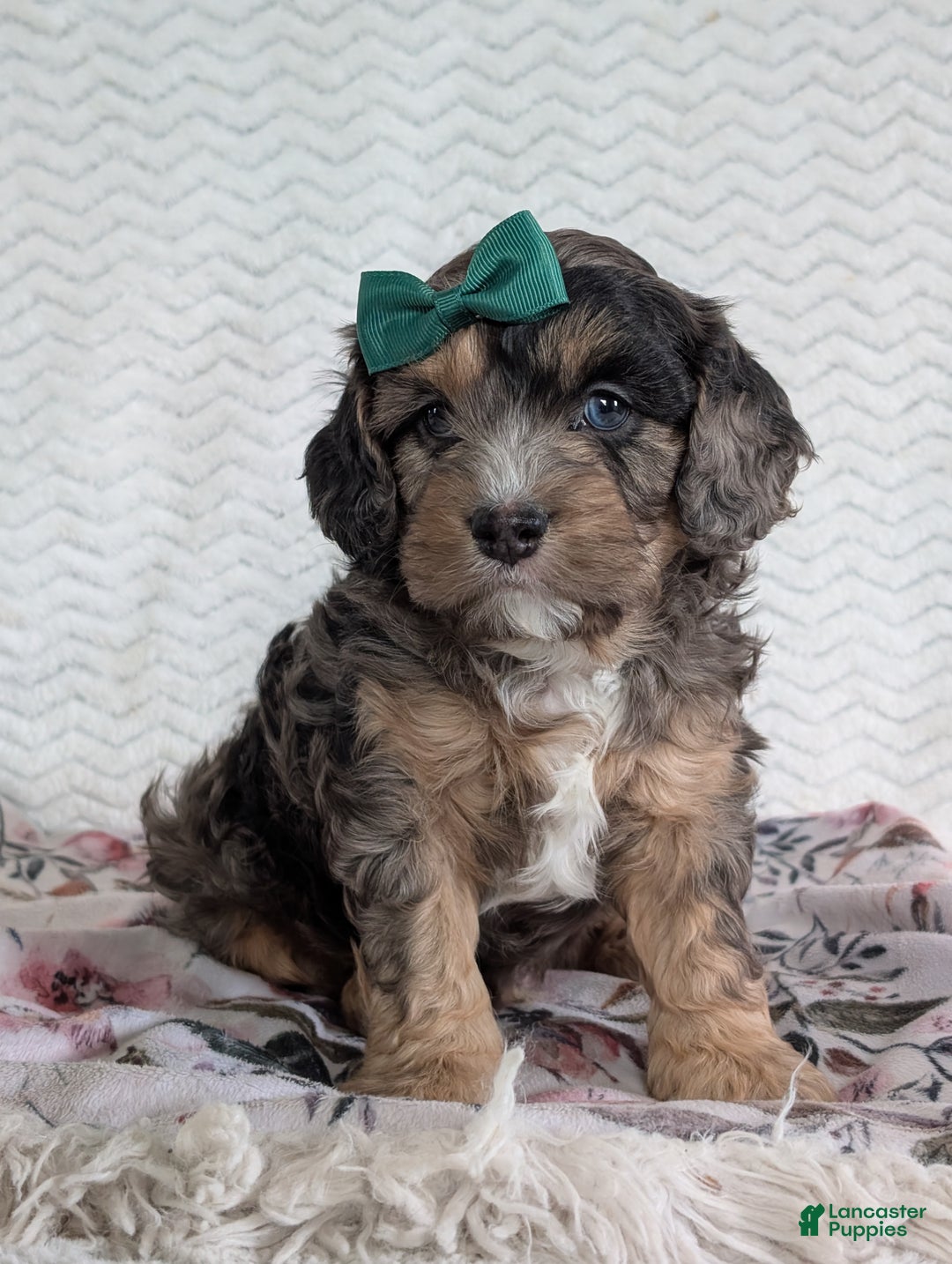 Cavapoo dogs for sale: Charlie  - Ad 13