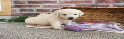 Golden Retriever dogs for sale: Tallulah - Ad 9