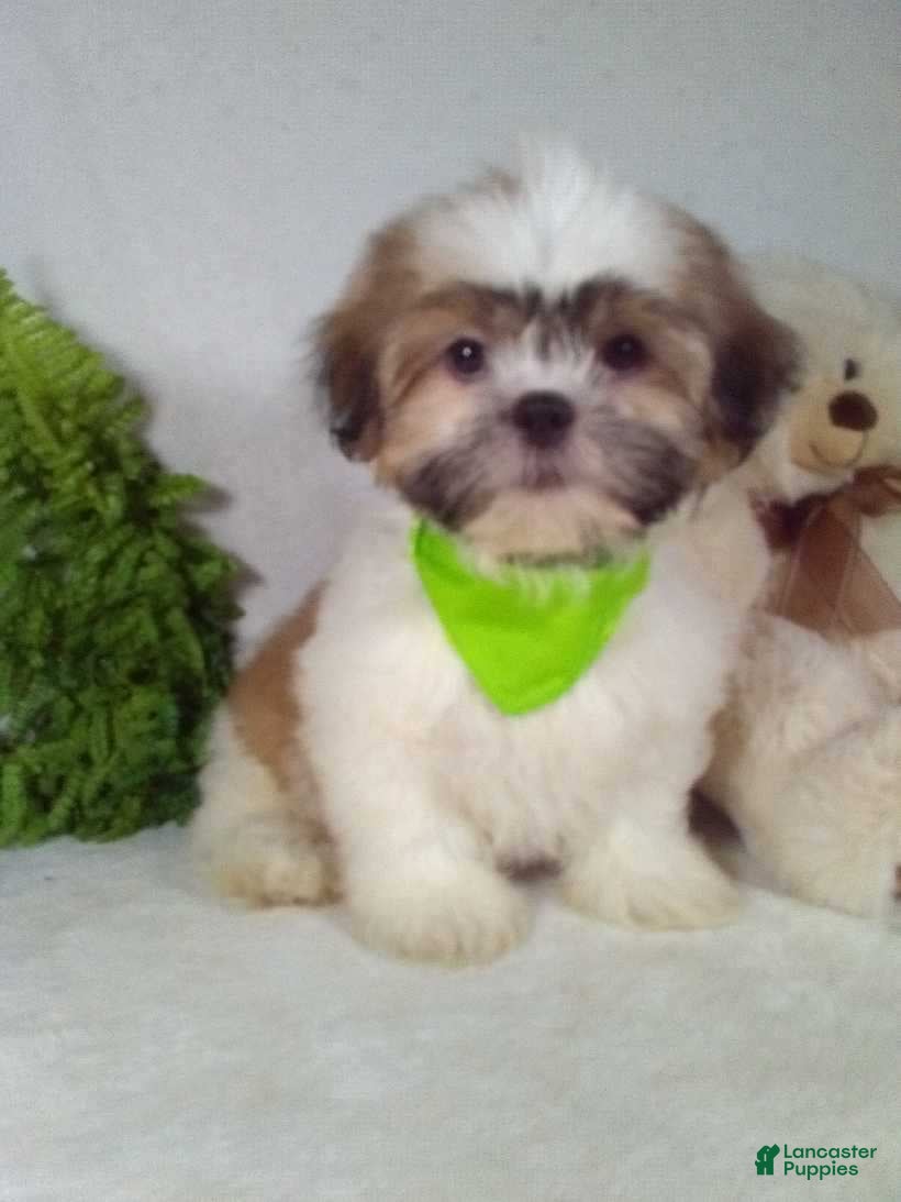 Shih Tzu dogs Max - Ad 2