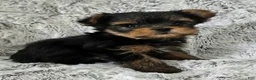 Yorkshire Terrier dogs for sale: Pixie - Ad 3