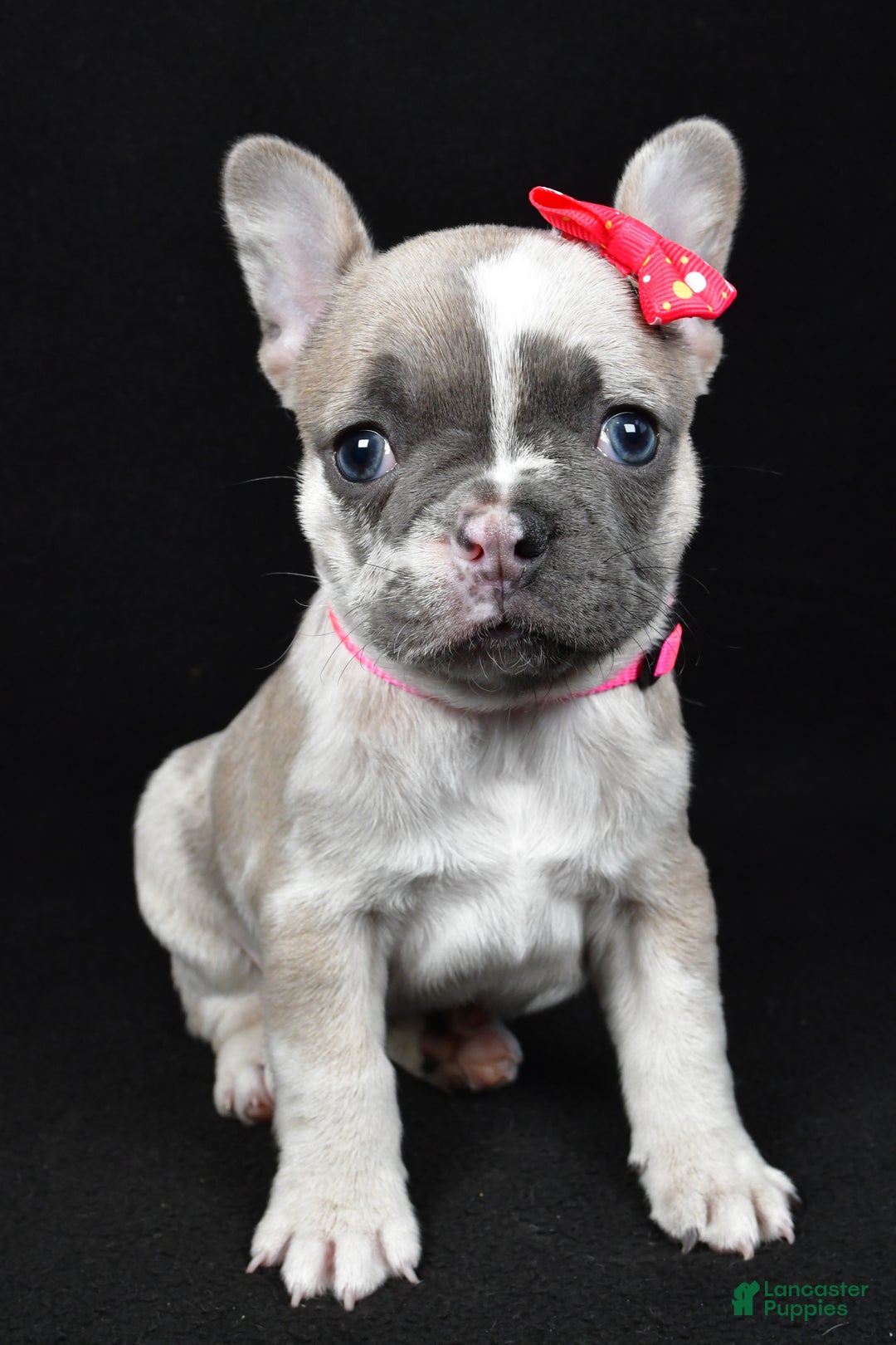 Mixed Breed dogs for sale: Lucy - Ad 2