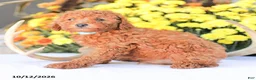 Miniature Poodle dogs for sale: Ray - Ad 12