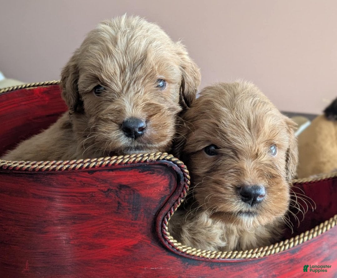 Golden Retriever dogs Doodle boy - Ad 42