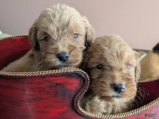 Golden Retriever dogs Doodle boy - Ad 42