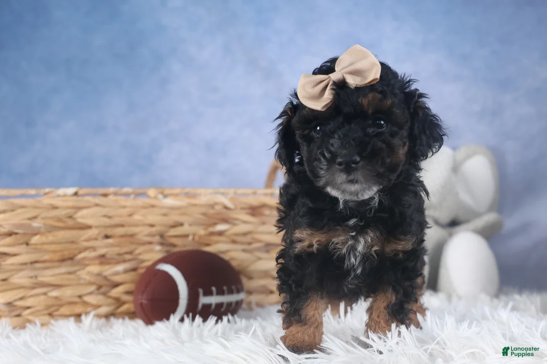 Miniature Poodle dogs for sale: Romeo - Ad 8