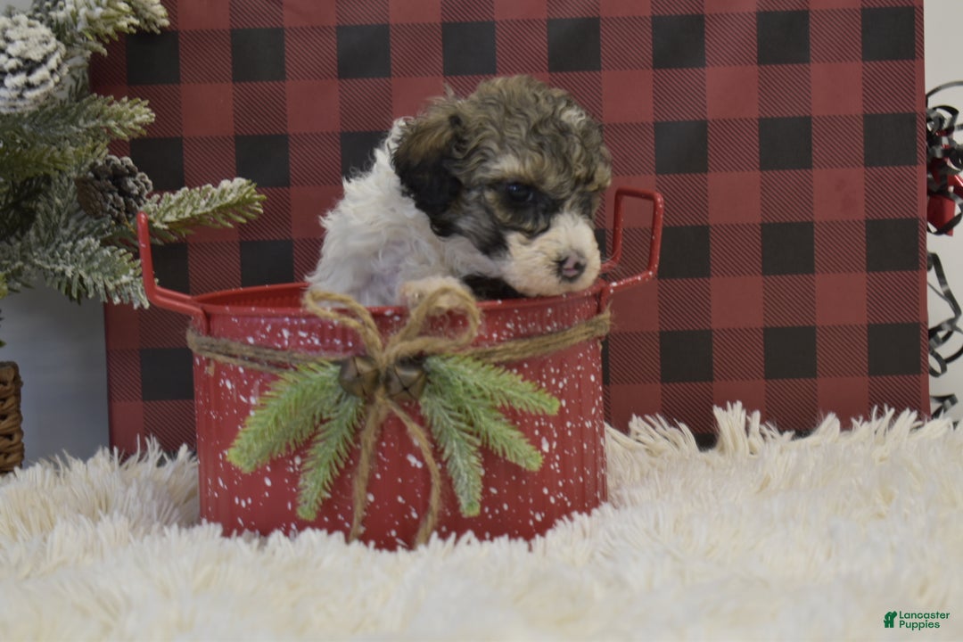 Miniature Poodle dogs for sale: Maverik - Ad 7