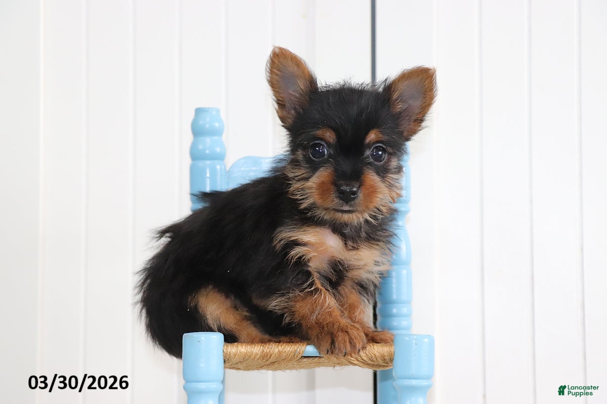 Yorkshire Terrier dogs Checkers - Ad 1