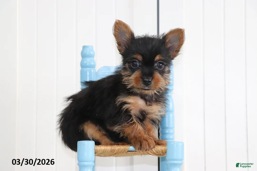 Yorkshire Terrier dogs for sale: Checkers - Ad 1