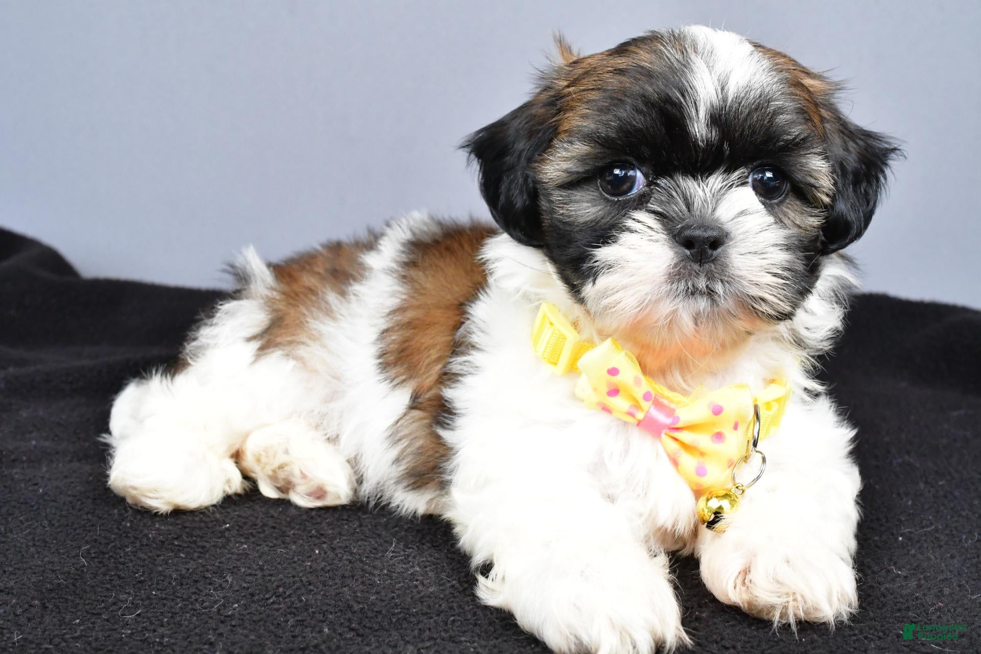 Shih Tzu dogs Markie - Ad 2
