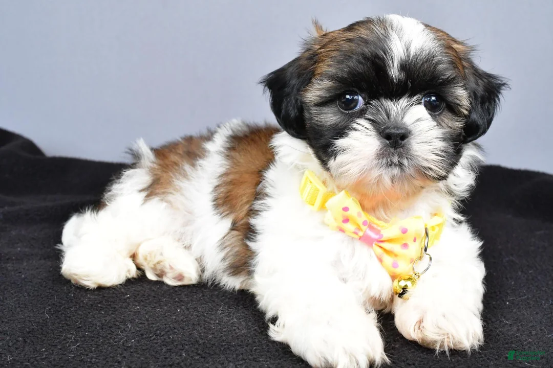Shih Tzu dogs for sale: Markie - Ad 2