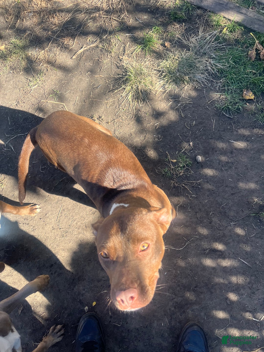 American Pit Bull Terrier dogs for sale: American Pit Bull Terrier Puppy 2 - Ad 2