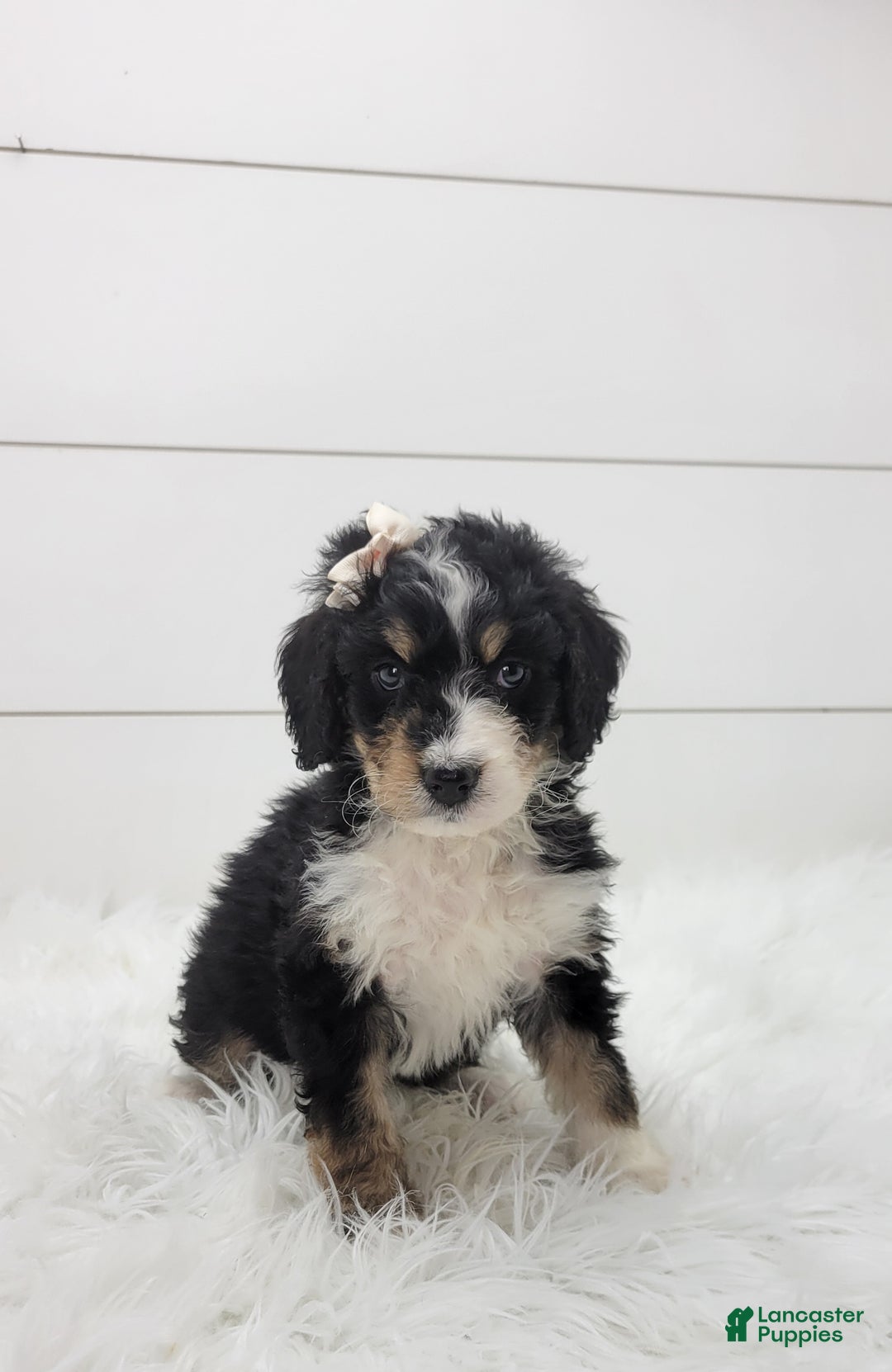 Bernedoodle dogs for sale: Finley - Ad 4