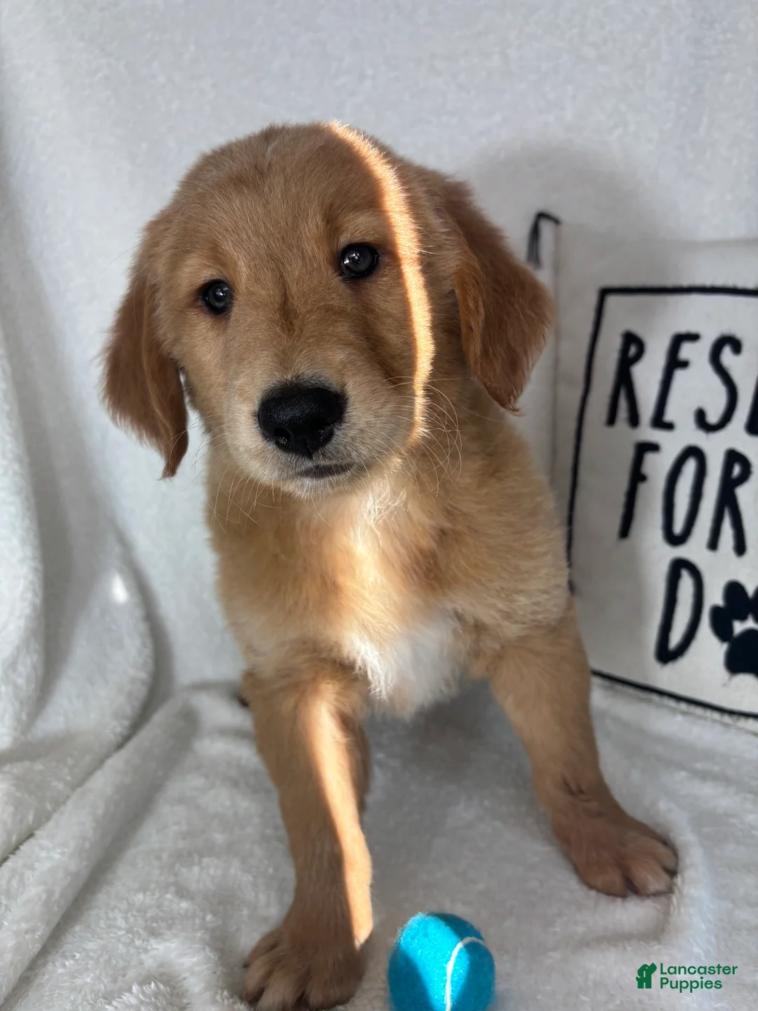 Golden Retriever dogs for sale: Grover - Ad 2