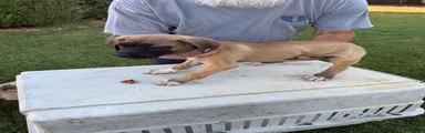 Tan Black snout white paws male