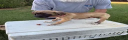Mixed Breed dogs for sale: Tan Black snout white paws male - Ad 1