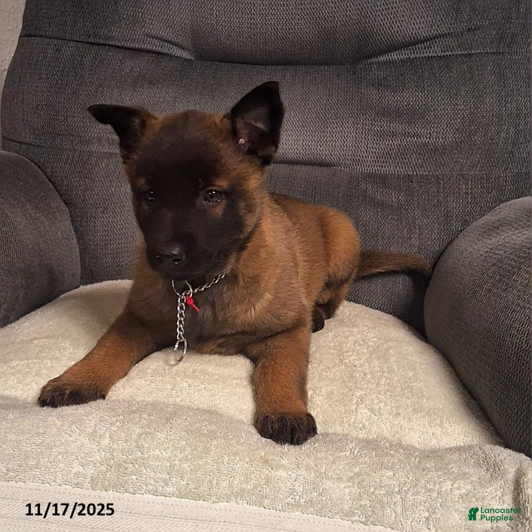 Belgian Malinois dogs for sale: Allie - Ad 1