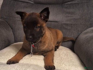 Belgian Malinois dogs Allie - Ad 31