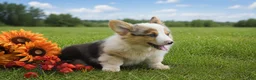 Welsh Corgi Pembroke dogs for sale: Caesar - Ad 4