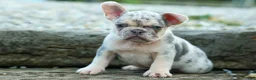 French Bulldog dogs for sale: Spencer 🐾 - Ad 16