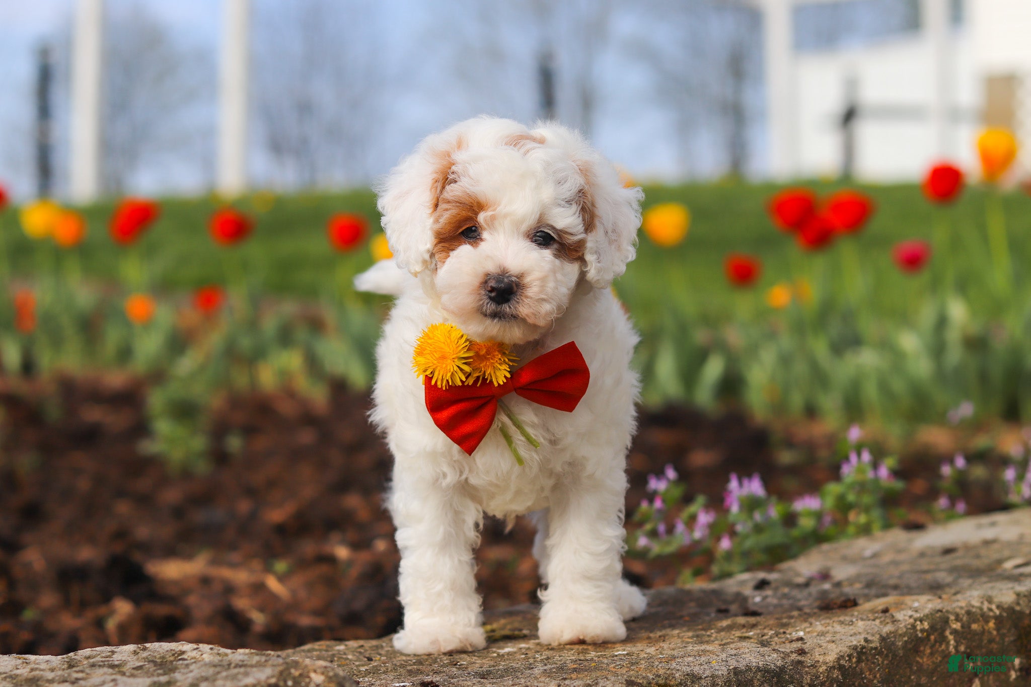 Miniature Poodle dogs Charles - Ad 1